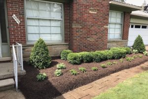 Landscaping project with new mulch, bushes and trees