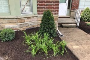 Fresh mulch and planted bushes