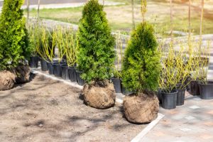 Group of bushes ready to be planted