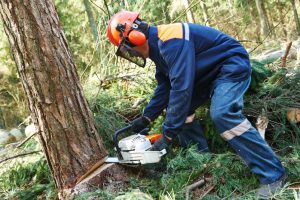 Man in Blue Coveralls Sawing a Tree Down