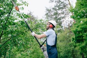 Man Trimming a Tree with a Tree Saw